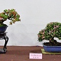 2016台灣花菓盆栽展_00155.jpg