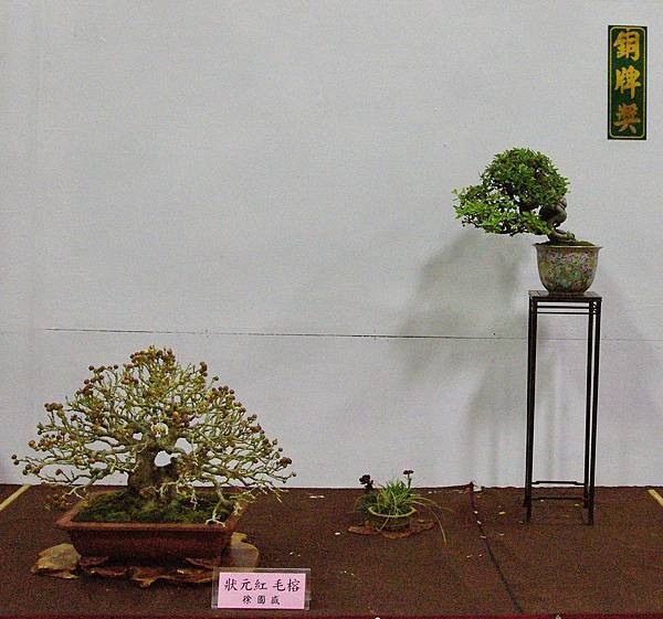 2016台灣花菓盆栽展_00171.jpg