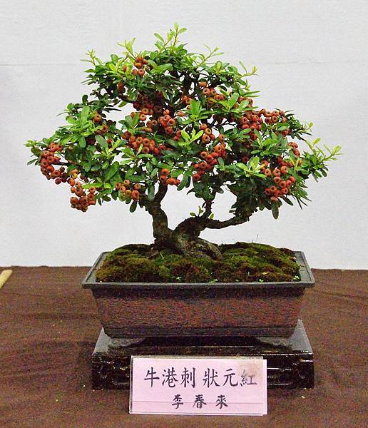 2016台灣花菓盆栽展_00170.jpg