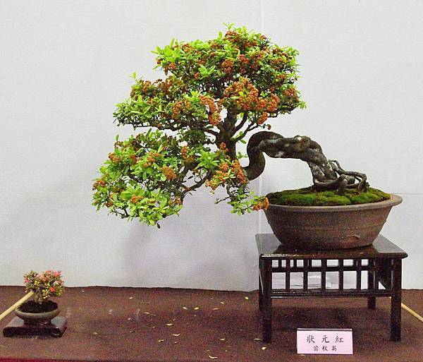 2016台灣花菓盆栽展_00175.jpg