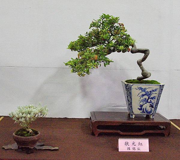 2016台灣花菓盆栽展_00174.jpg