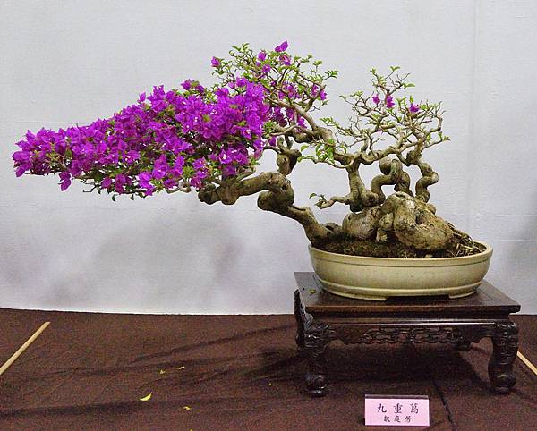2016台灣花菓盆栽展_00186.jpg