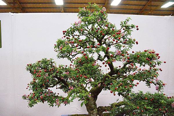 2016台灣花菓盆栽展_00194.jpg