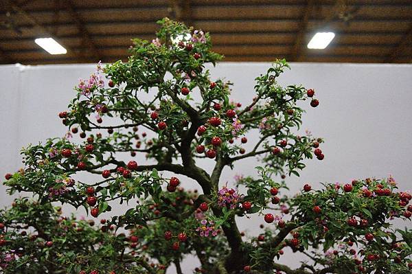2016台灣花菓盆栽展_00196.jpg