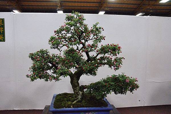 2016台灣花菓盆栽展_00197.jpg