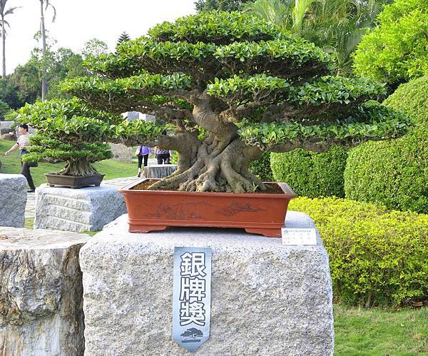 2016中華榕樹展展_00004.jpg