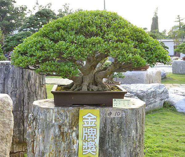 2016中華榕樹展展_00007.jpg