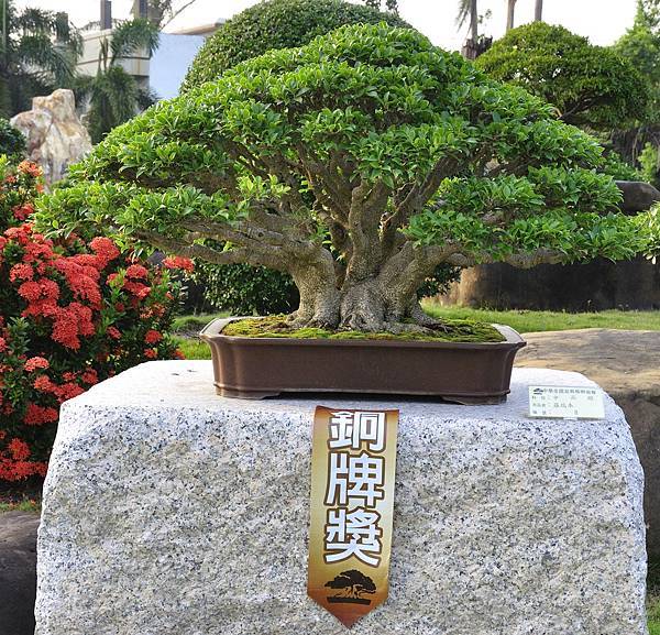 2016中華榕樹展展_00012.jpg