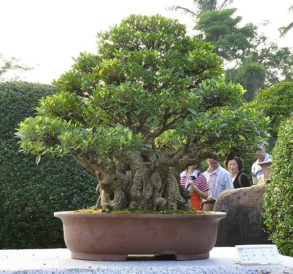 2016中華榕樹展展_00014.jpg