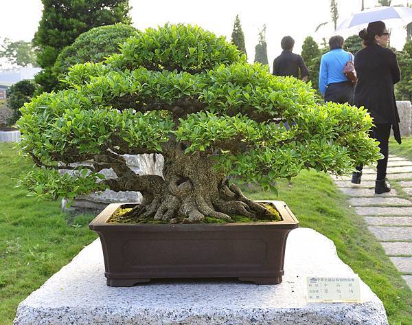 2016中華榕樹展展_00017.jpg