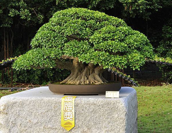 2016中華榕樹展展_00020.jpg