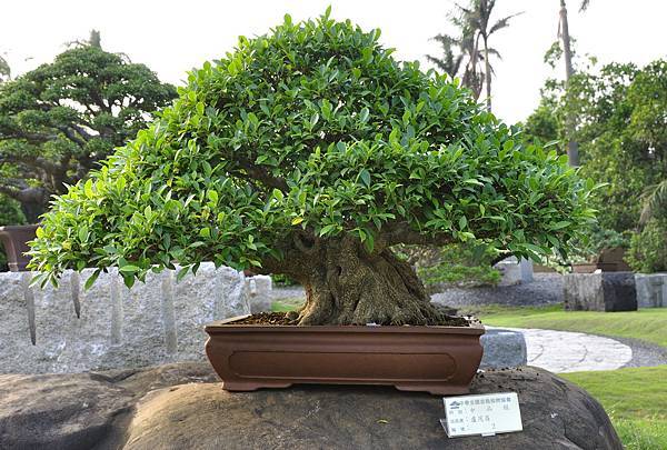 2016中華榕樹展展_00033.jpg