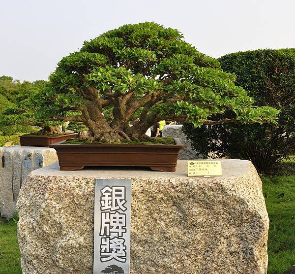 2016中華榕樹展展_00034.jpg