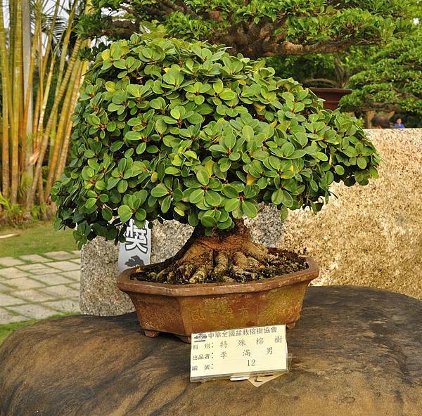 2016中華榕樹展展_00035.jpg