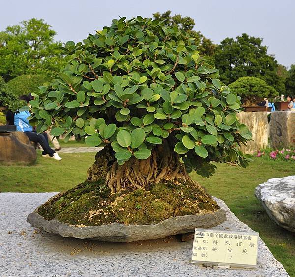 2016中華榕樹展展_00042.jpg