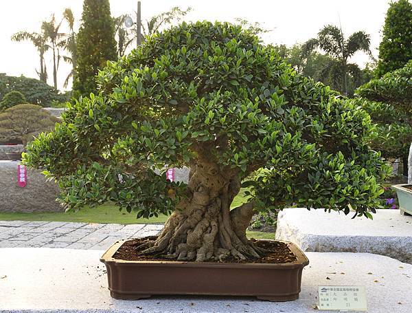 2016中華榕樹展展_00041.jpg