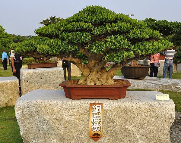 2016中華榕樹展展_00063.jpg
