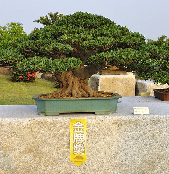 2016中華榕樹展展_00065.jpg