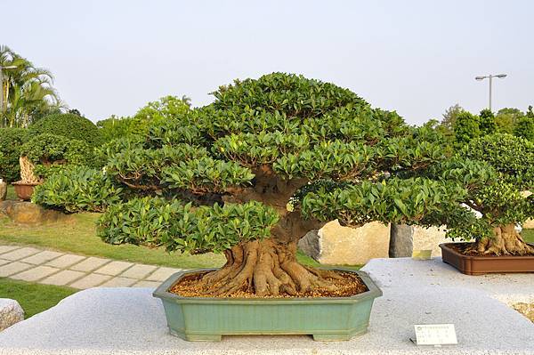 2016中華榕樹展展_00068.jpg