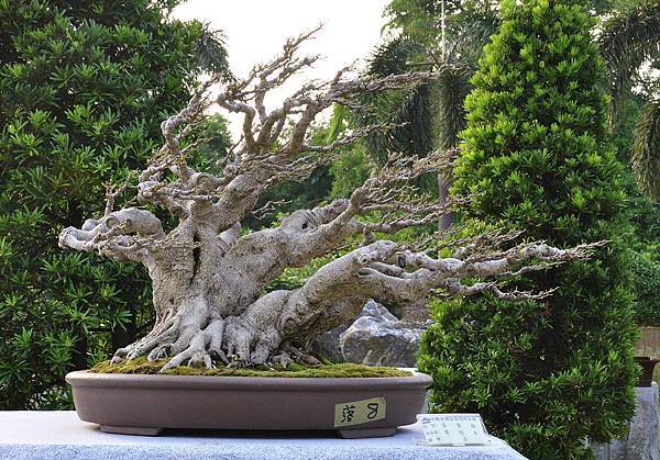 2016中華榕樹展展_00077.jpg