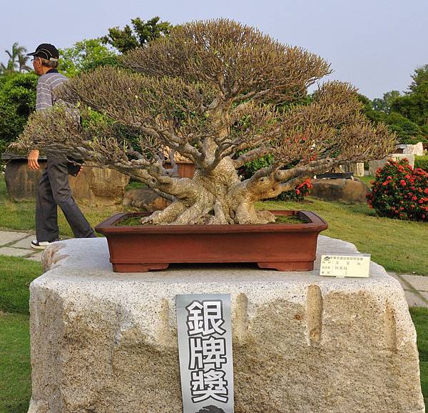2016中華榕樹展展_00079.jpg