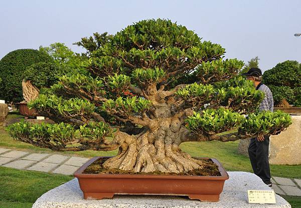 2016中華榕樹展展_00078.jpg