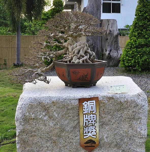2016中華榕樹展展_00109.jpg