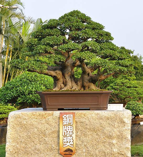 2016中華榕樹展展_00105.jpg