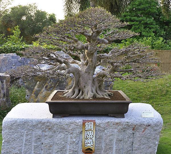 2016中華榕樹展展_00117.jpg