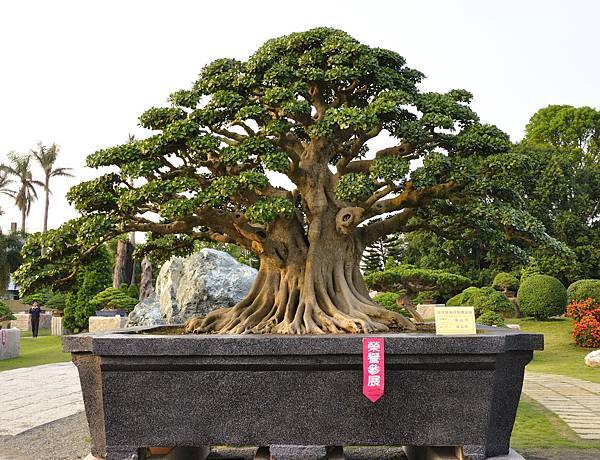 2016中華榕樹展展_00138.jpg