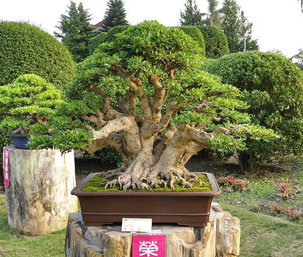 2016中華榕樹展展_00145.jpg