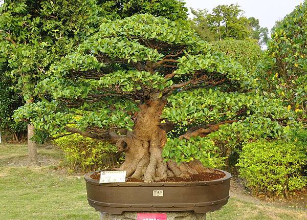 2016中華榕樹展展_00149.jpg