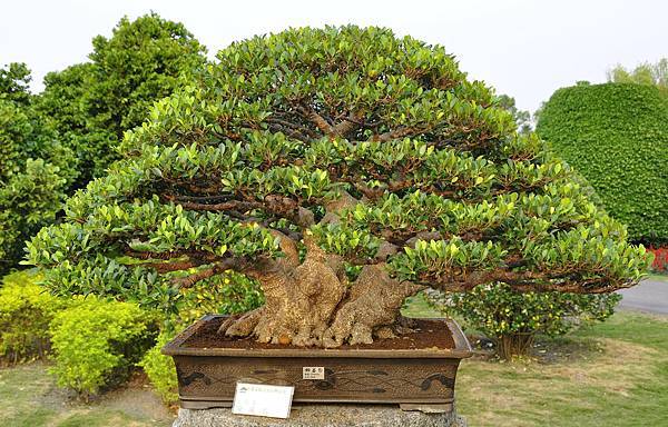 2016中華榕樹展展_00150.jpg