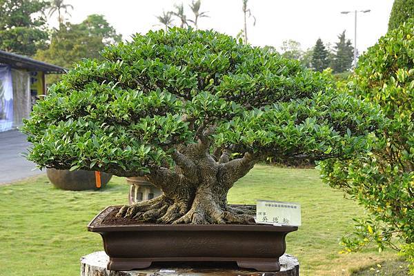 2016中華榕樹展展_00152.jpg