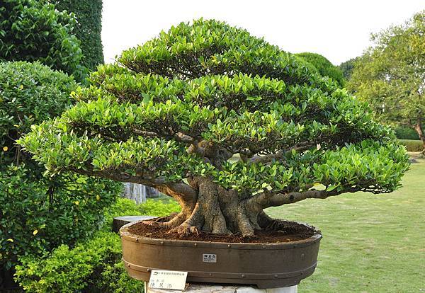 2016中華榕樹展展_00155.jpg