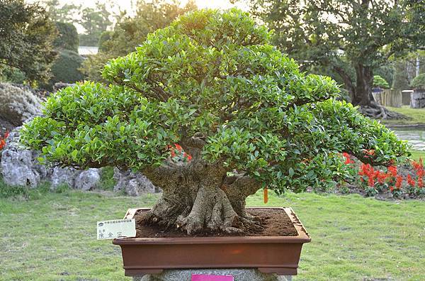 2016中華榕樹展展_00168.jpg