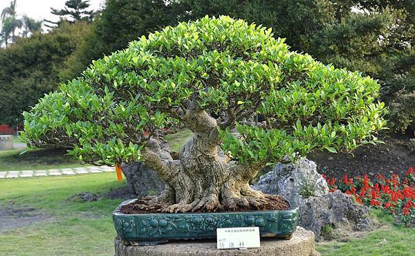 2016中華榕樹展展_00170.jpg