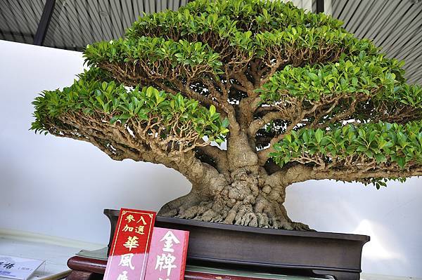 2016台中樹石展_00035.jpg
