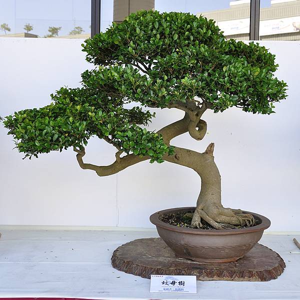 2016台中樹石展_00064.jpg