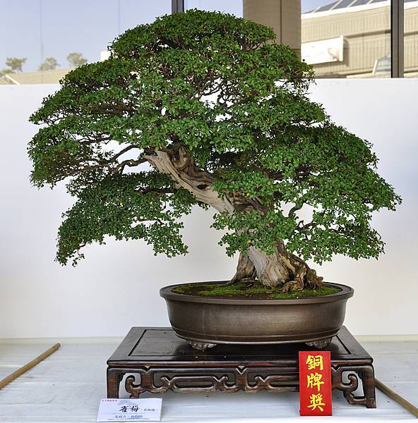 2016台中樹石展_00065.jpg