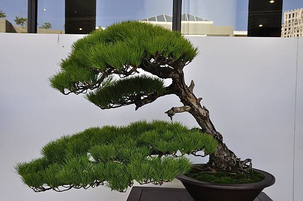 2016台中樹石展_00094.jpg