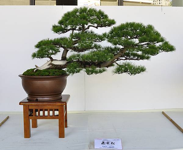 2016台中樹石展_00101.jpg