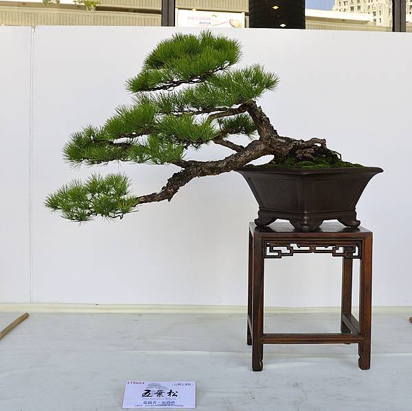 2016台中樹石展_00102.jpg