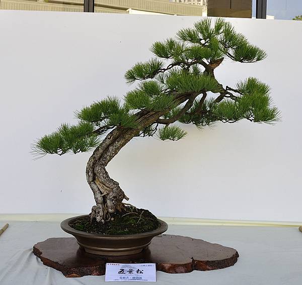 2016台中樹石展_00108.jpg