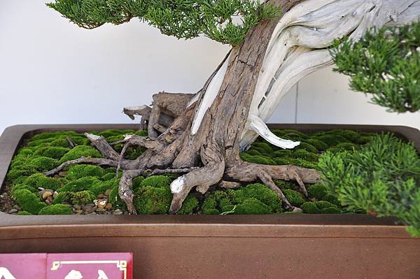 2016台中樹石展_00113.jpg