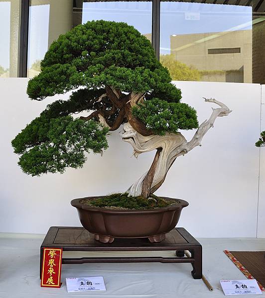 2016台中樹石展_00130.jpg