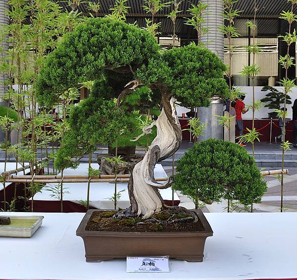 2016台中樹石展_00155.jpg