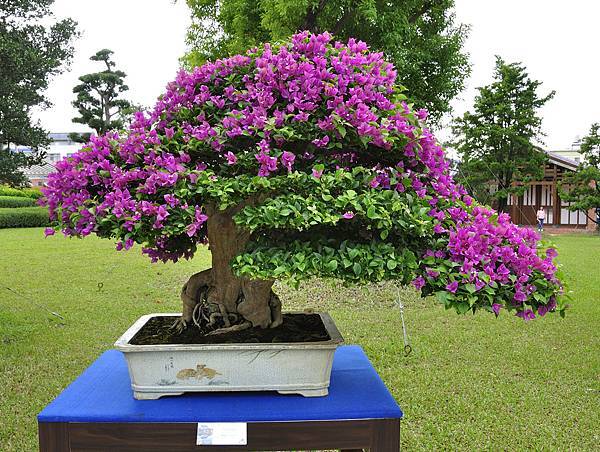 2017成美園_00046.jpg