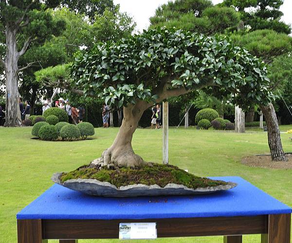 2017成美園_00064.jpg