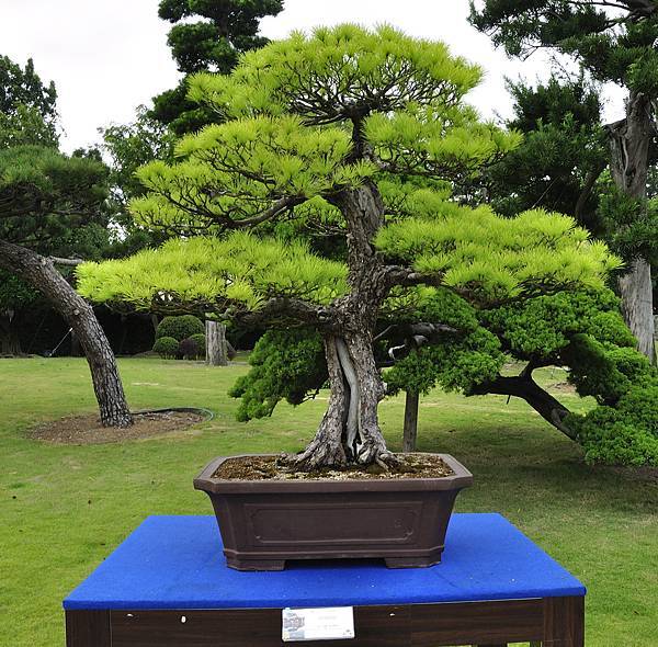2017成美園_00066.jpg